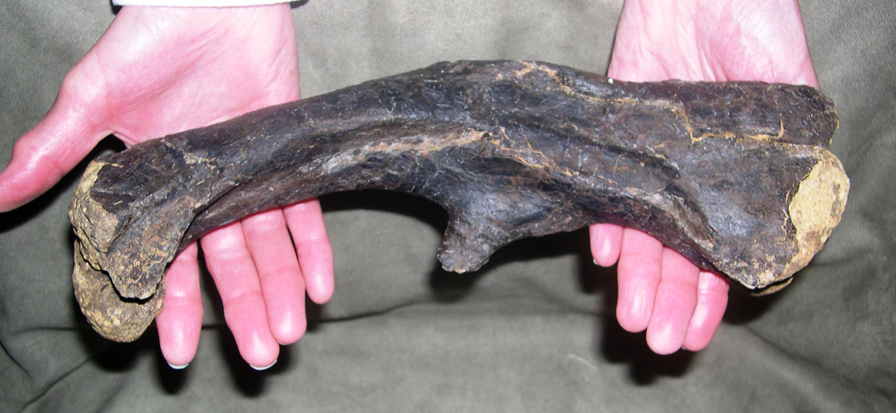 Dryosaurus Femur 11.5" L