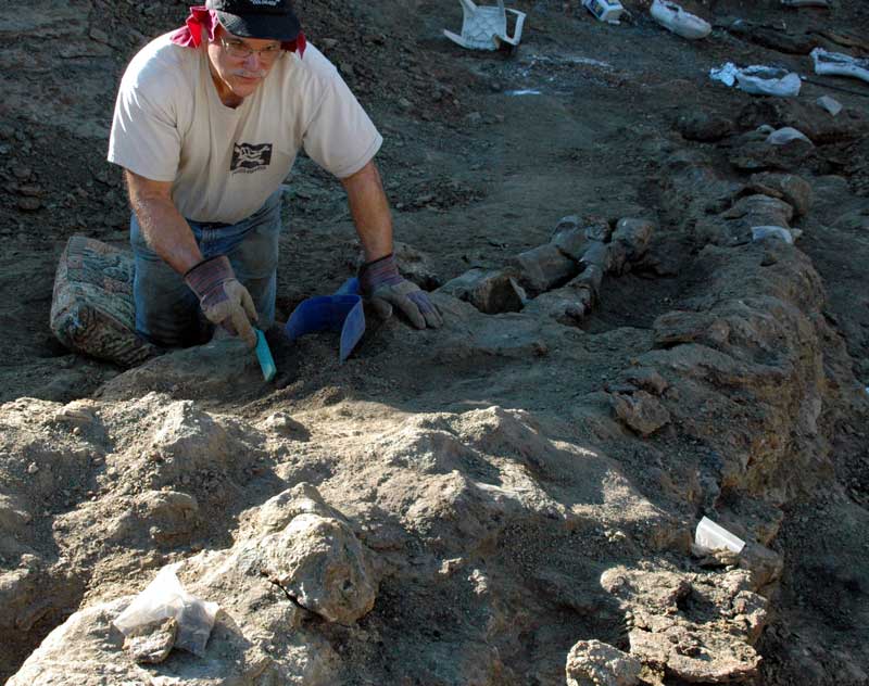 Excavating Straight Arrow Diplodocus