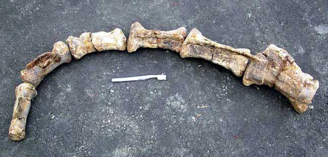 Diplodocus' flexible tail