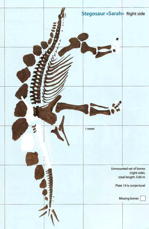 Stegosaurus Sarah bne map, right side