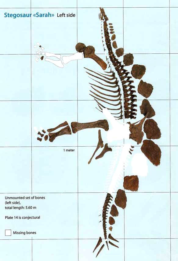 Stegosaurus Sarah bne map, left side