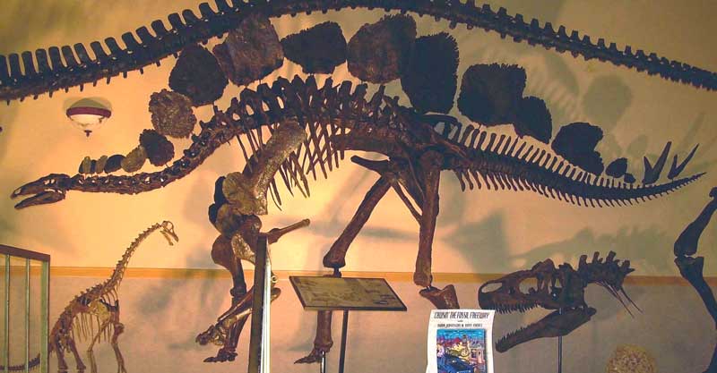 Stegosaurus Sarah for sale
