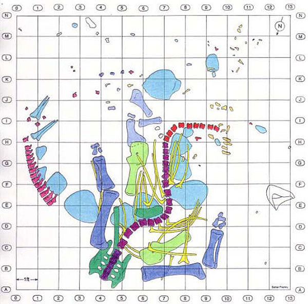 Stegosaurus Sarah In Situ Map