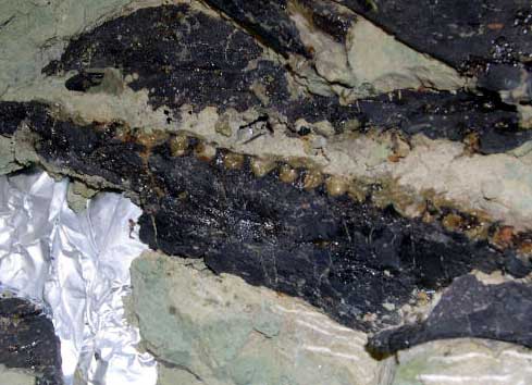 Stegosaurus Sarah's jaw with triangular teeth