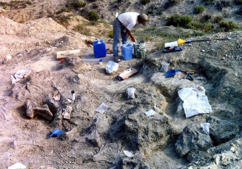 Stegosaurus and Diplodocus bones