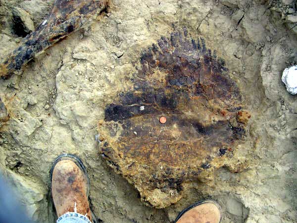 Stegosaurus Sarah dermal plate