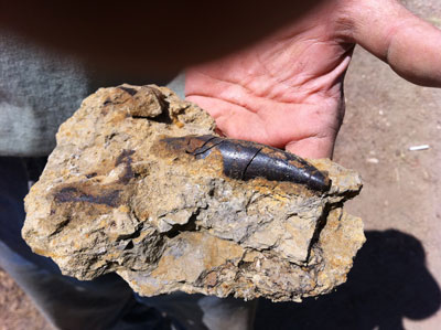 Torvosaurus tooth just excavated