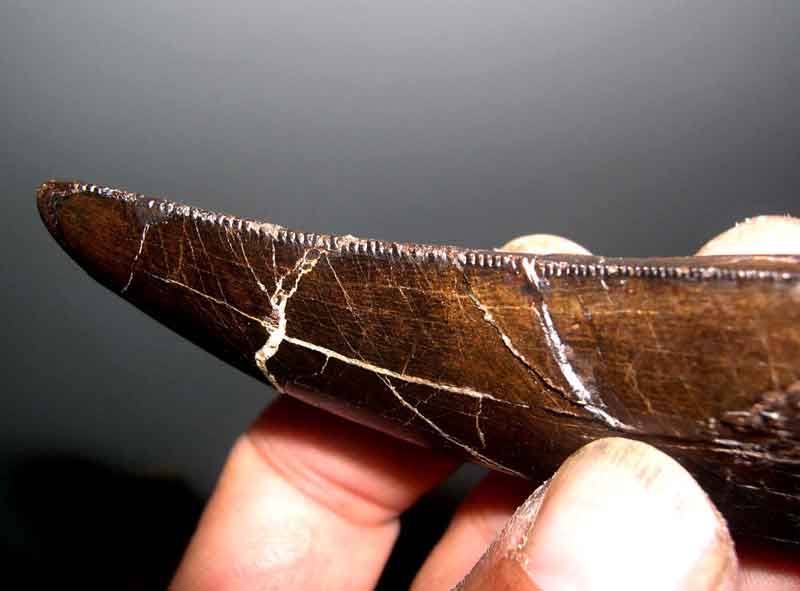 Torvo tooth serrations