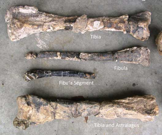 Wally's lower leg bones