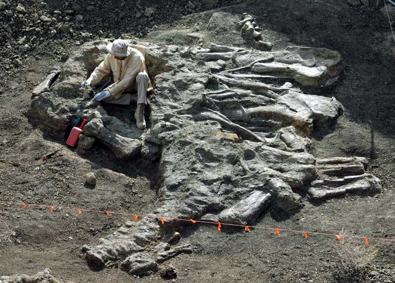 'Junior' the Apatosaurus, digsite