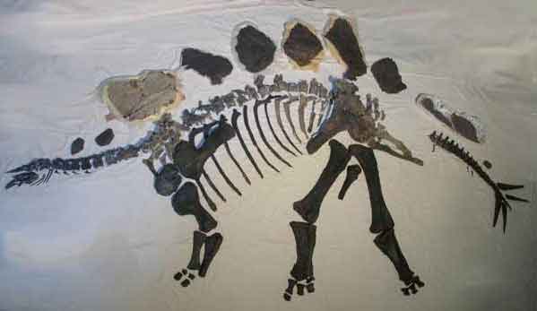 Fully prepared Stegosaurus specimen